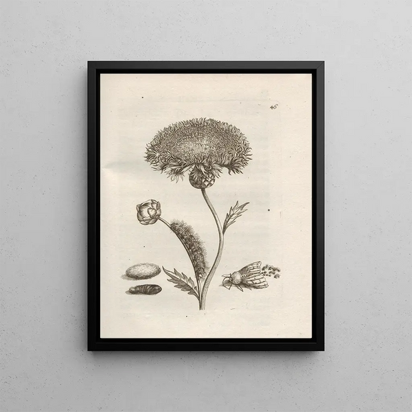 Maria Sibylla Merian - Der Raupen wunderbare Verwandelung und sonderbare BlumenNahrung Pl047.webp