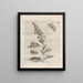 The Miraculous Transformation of Caterpillars and the Strange Food of Flowers Pl070 - Maria Sibylla Merian — framed artwork on a wall