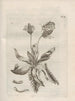 The Miraculous Transformation of Caterpillars and the Strange Food of Flowers Pl071 - Maria Sibylla Merian — artwork view