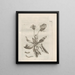 The Miraculous Transformation of Caterpillars and the Strange Food of Flowers Pl071 - Maria Sibylla Merian — framed artwork on a wall