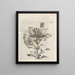 The Miraculous Transformation of Caterpillars and the Strange Food of Flowers Pl072 - Maria Sibylla Merian — framed artwork on a wall
