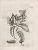 The Miraculous Transformation of Caterpillars and the Strange Food of Flowers Pl073 - Maria Sibylla Merian — artwork view