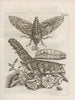 The Miraculous Transformation of Caterpillars and the Strange Food of Flowers Pl076 - Maria Sibylla Merian — artwork view