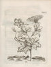 The Miraculous Transformation of Caterpillars and the Strange Food of Flowers Pl077 - Maria Sibylla Merian — artwork view