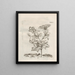 The Miraculous Transformation of Caterpillars and the Strange Food of Flowers Pl077 - Maria Sibylla Merian — framed artwork on a wall