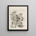 The Miraculous Transformation of Caterpillars and the Strange Food of Flowers Pl078 - Maria Sibylla Merian — framed artwork on a wall