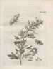 The Miraculous Transformation of Caterpillars and the Strange Food of Flowers Pl079 - Maria Sibylla Merian — artwork view