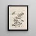 The Miraculous Transformation of Caterpillars and the Strange Food of Flowers Pl079 - Maria Sibylla Merian — framed artwork on a wall