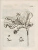 The Miraculous Transformation of Caterpillars and the Strange Food of Flowers Pl081 - Maria Sibylla Merian — artwork view