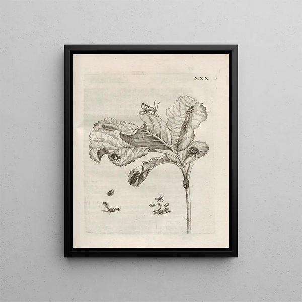 Maria Sibylla Merian - Der Raupen wunderbare Verwandelung und sonderbare BlumenNahrung Pl081.webp