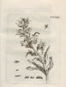 The Miraculous Transformation of Caterpillars and the Strange Food of Flowers Pl084 - Maria Sibylla Merian — artwork view