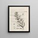 The Miraculous Transformation of Caterpillars and the Strange Food of Flowers Pl084 - Maria Sibylla Merian — framed artwork on a wall