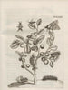 The miraculous transformation of caterpillars and the strange food of flowers Pl085 - Maria Sibylla Merian — artwork view