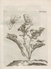 The Miraculous Transformation of Caterpillars and the Strange Food of Flowers Pl090 - Maria Sibylla Merian — artwork view