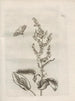 The Miraculous Transformation of Caterpillars and the Strange Food of Flowers Pl091 - Maria Sibylla Merian — artwork view