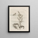 The Miraculous Transformation of Caterpillars and the Strange Food of Flowers Pl091 - Maria Sibylla Merian — framed artwork on a wall