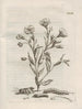 The Miraculous Transformation of Caterpillars and the Strange Food of Flowers Pl093 - Maria Sibylla Merian — artwork view