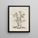 The Miraculous Transformation of Caterpillars and the Strange Food of Flowers Pl093 - Maria Sibylla Merian — framed artwork on a wall