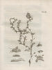 The Miraculous Transformation of Caterpillars and the Strange Food of Flowers Pl094 - Maria Sibylla Merian — artwork view