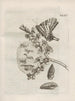 La transformation miraculeuse des chenilles et l'étrange nourriture des fleurs Pl095 - Maria Sibylla Merian — artwork view
