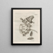 La transformation miraculeuse des chenilles et l'étrange nourriture des fleurs Pl095 - Maria Sibylla Merian — framed artwork on a wall