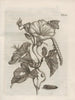The Miraculous Transformation of Caterpillars and the Strange Food of Flowers Pl096 - Maria Sibylla Merian — artwork view