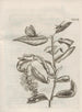 The Miraculous Transformation of Caterpillars and the Strange Food of Flowers Pl097 - Maria Sibylla Merian — artwork view