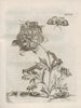 The Miraculous Transformation of Caterpillars and the Strange Food of Flowers Pl098 - Maria Sibylla Merian — artwork view