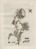The Miraculous Transformation of Caterpillars and the Strange Food of Flowers Pl101 - Maria Sibylla Merian — artwork view