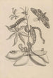 Dissertation über die Entstehung und die Metamorphosen der Insekten aus Surinam Pl05 - Maria Sibylla Merian — Ansicht des Kunstwerks