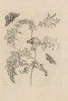 Dissertation on the generation and metamorphoses of insects from Suriname Pl06 - Maria Sibylla Merian — artwork view