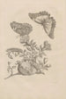 Dissertation sur la génération et les métamorphoses des insectes du Surinam Pl09 - Maria Sibylla Merian — artwork view