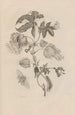 Dissertation über die Entstehung und die Metamorphosen der Insekten von Surinam Pl10 - Maria Sibylla Merian — Ansicht des Kunstwerks