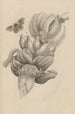 Dissertation über die Entstehung und die Metamorphosen der Insekten von Surinam Pl12 - Maria Sibylla Merian — Ansicht des Kunstwerks