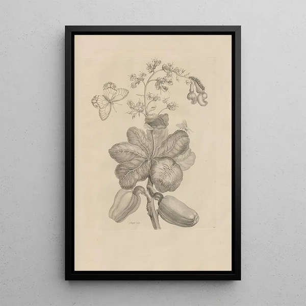 Maria Sibylla Merian - Dissertatio de generatione et metamorphosibus insectorum surinamensium Pl16.webp