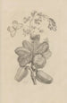 Dissertation über die Entstehung und die Metamorphosen der Insekten von Surinam Pl16 - Maria Sibylla Merian — Ansicht des Kunstwerks