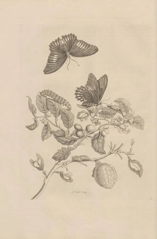 Maria Sibylla Merian - Dissertatio de generatione et metamorphosibus insectorum surinamensium Pl17.webp