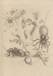 Dissertation über die Entstehung und die Metamorphosen der Insekten aus Surinam Pl18 - Maria Sibylla Merian — Ansicht des Kunstwerks