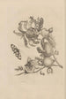 Dissertation über die Entstehung und die Metamorphosen der Insekten von Surinam Pl19 - Maria Sibylla Merian — Ansicht des Kunstwerks