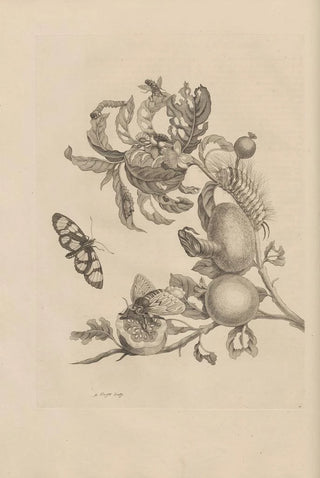 Maria Sibylla Merian - Dissertatio de generatione et metamorphosibus insectorum surinamensium Pl19.webp