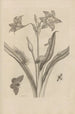 Dissertation über die Entstehung und die Metamorphosen der Insekten aus Surinam Pl22 - Maria Sibylla Merian — Ansicht des Kunstwerks