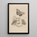 Dissertation über die Entstehung und die Metamorphosen der Insekten von Surinam Pl23 - Maria Sibylla Merian — gerahmtes Bild an der Wand