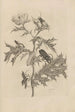 Dissertation sur la génération et les métamorphoses des insectes du Surinam Pl24 - Maria Sibylla Merian — vista dell’opera