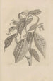 Dissertation über die Entstehung und die Metamorphosen der Insekten von Surinam Pl26 - Maria Sibylla Merian — Ansicht des Kunstwerks