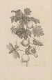 Dissertation sur la génération et les métamorphoses des insectes du Surinam Pl27 - Maria Sibylla Merian — vista dell’opera