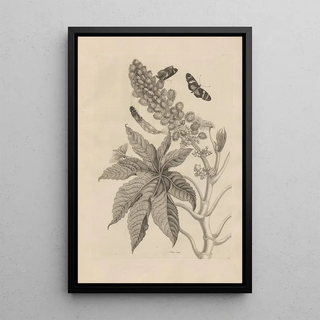 Maria Sibylla Merian - Dissertatio de generatione et metamorphosibus insectorum surinamensium Pl30.webp