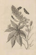 Dissertation über die Entstehung und die Metamorphosen der Insekten von Surinam Pl30 - Maria Sibylla Merian — Ansicht des Kunstwerks