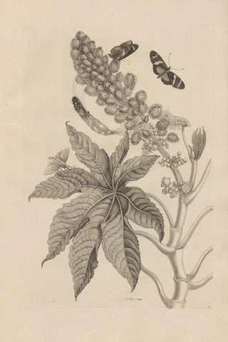 Maria Sibylla Merian - Dissertatio de generatione et metamorphosibus insectorum surinamensium Pl30.webp