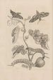 Dissertatio de generatione et metamorphoses des insectes surinamens Pl33 - Maria Sibylla Merian — artwork view