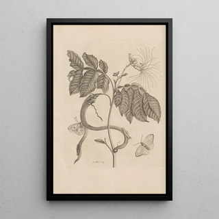 Maria Sibylla Merian - Dissertatio de generatione et metamorphosibus insectorum surinamensium Pl51.webp